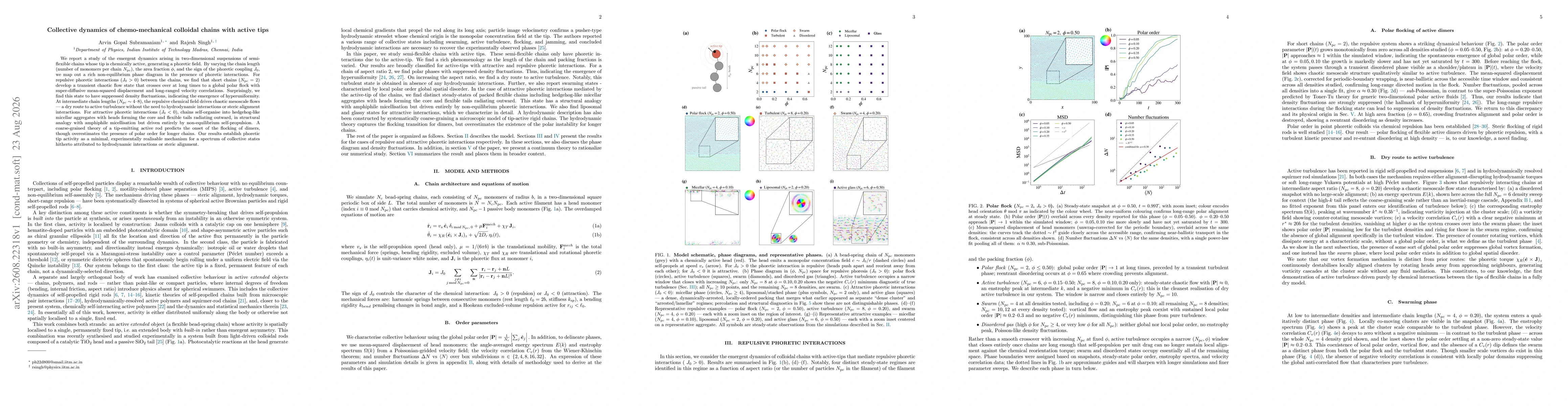 Thumbnail for Collective dynamics of chemo-mechanical colloidal chains with active tips