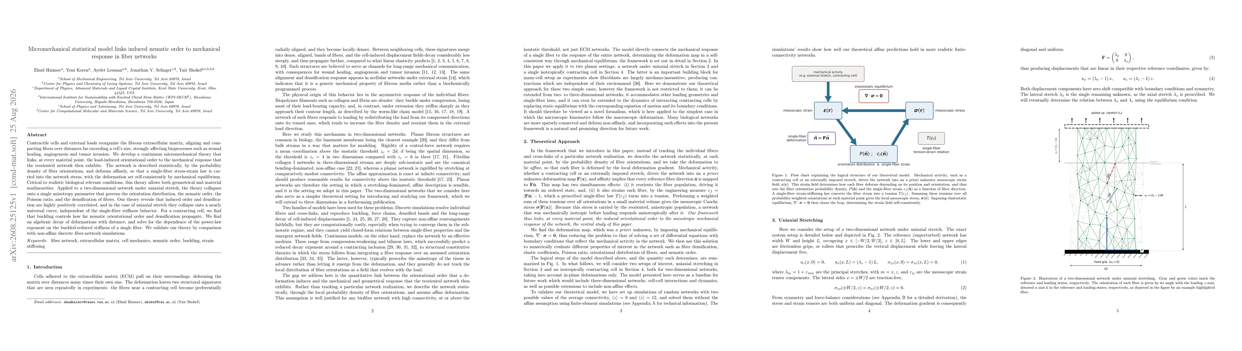 Thumbnail for Micromechanical statistical model links induced nematic order to mechanical response in fiber networks