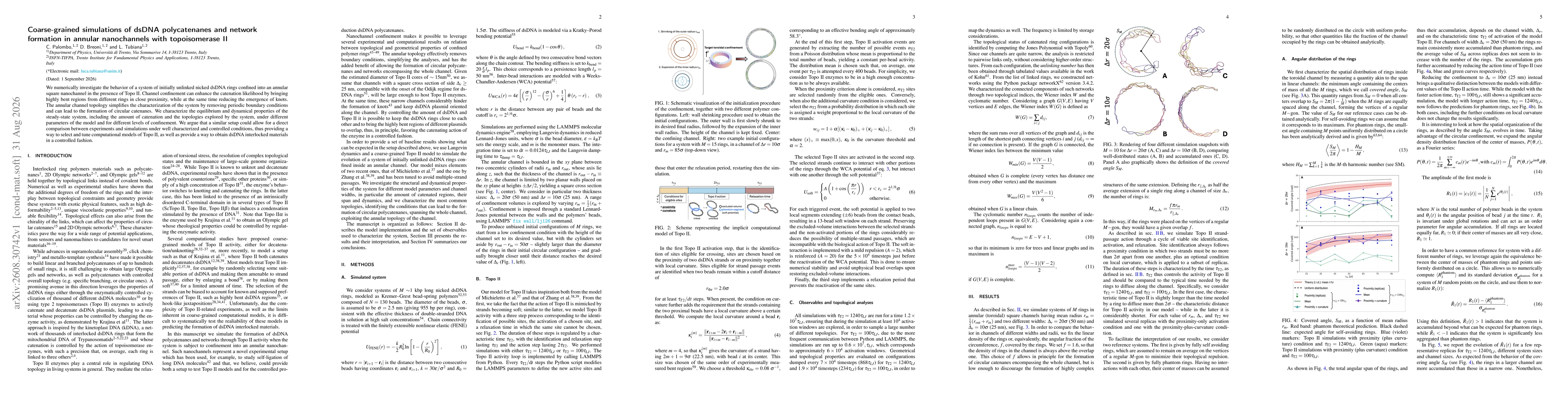 Thumbnail for Coarse-grained simulations of dsDNA polycatenanes and network formation in annular nanochannels with topoisomerase II