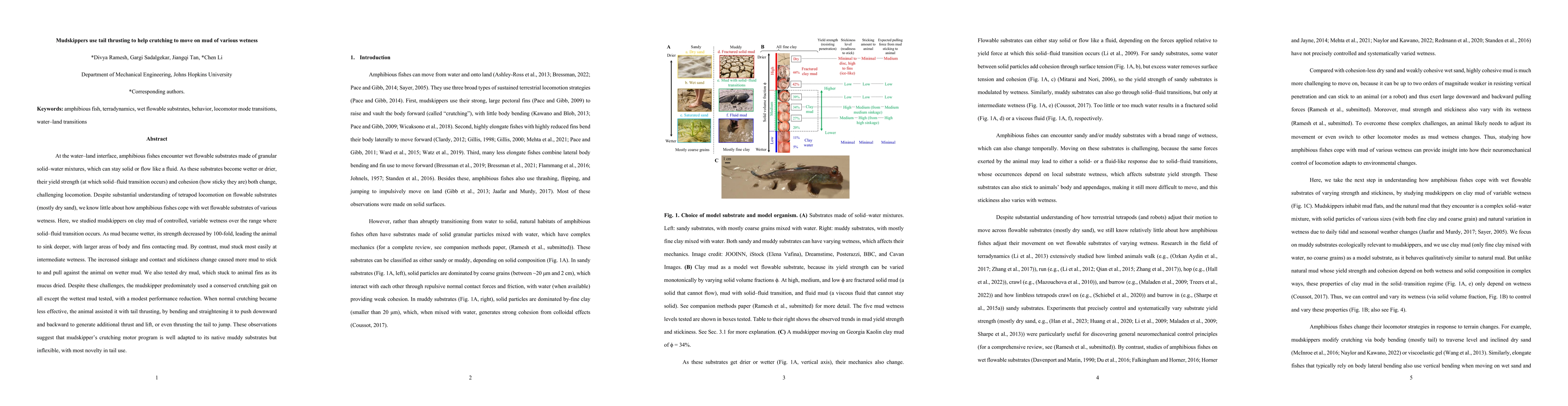 Thumbnail for Mudskippers use tail thrusting to help crutching to move on mud of various wetness