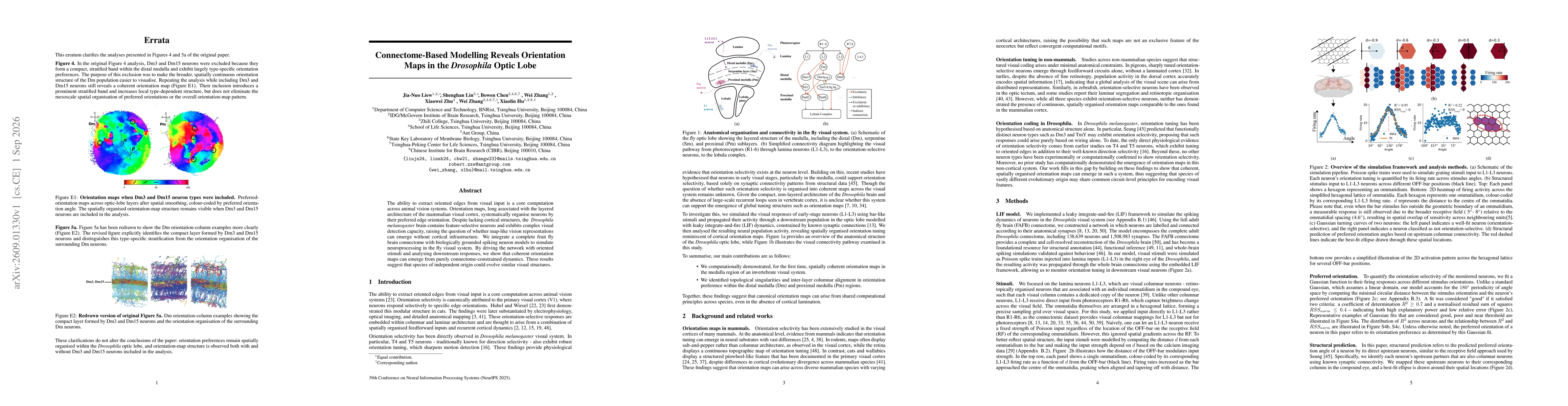 Thumbnail for Connectome-Based Modelling Reveals Orientation Maps in the Drosophila Optic Lobe