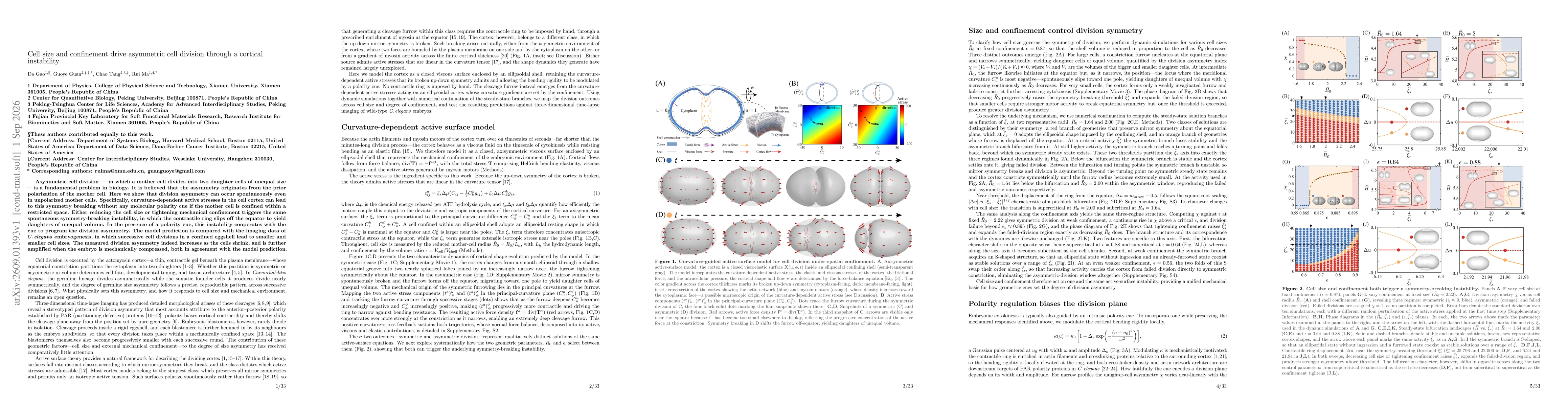 Thumbnail for Cell size and confinement drive asymmetric cell division through a cortical instability