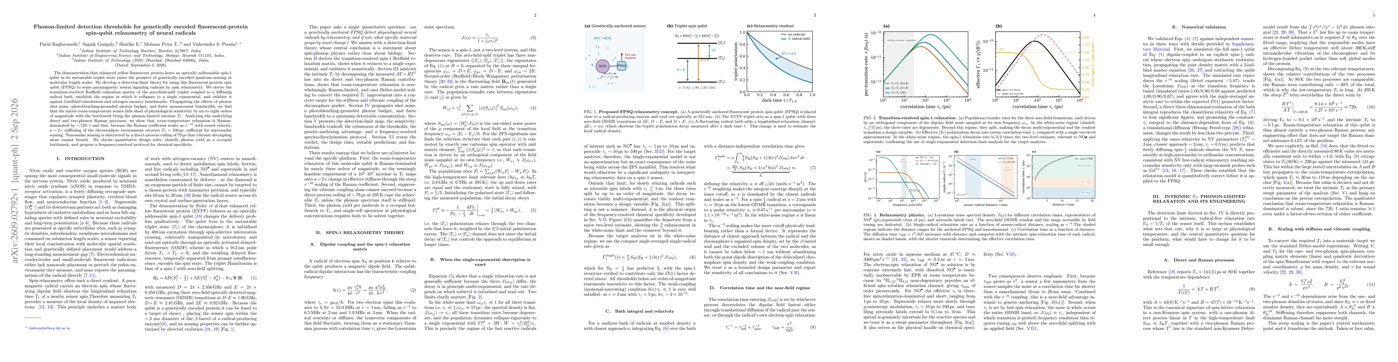 Thumbnail for Phonon-limited detection thresholds for genetically encoded fluorescent-protein spin-qubit relaxometry of neural radicals