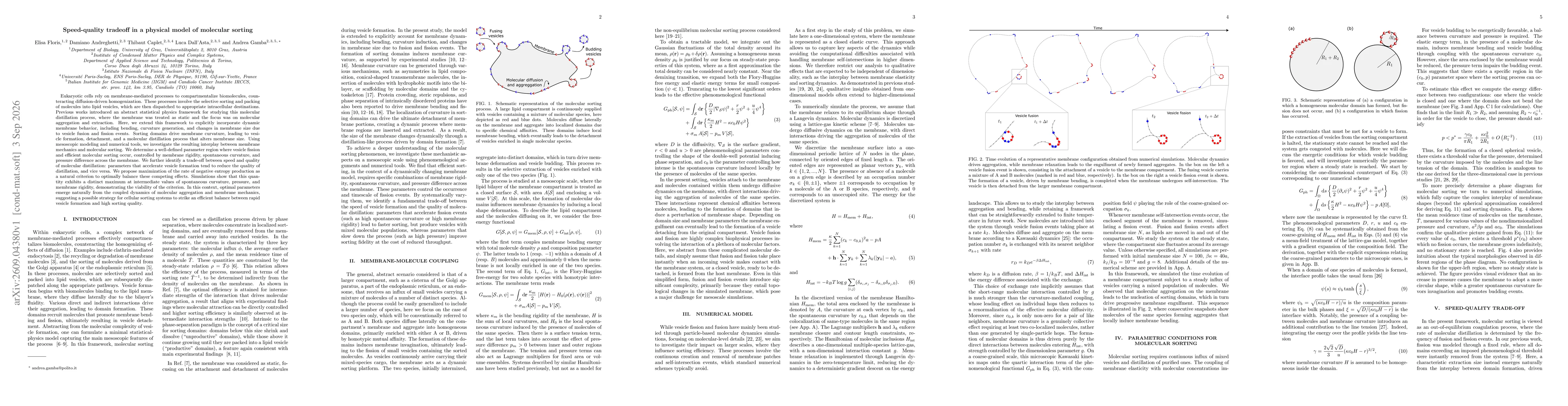 Thumbnail for Speed-quality tradeoff in a physical model of molecular sorting