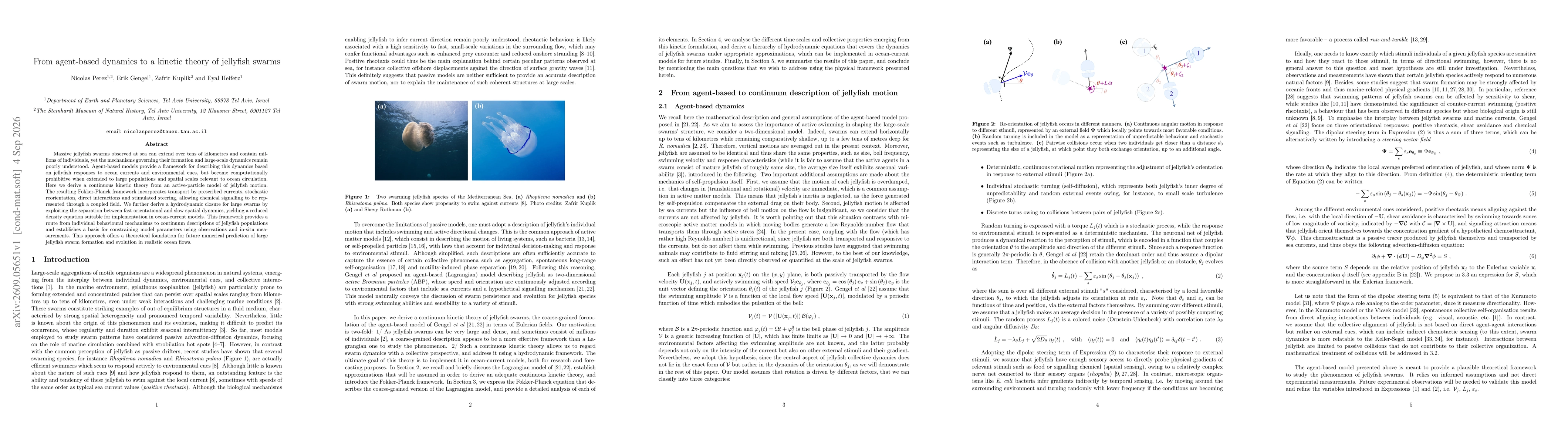 Thumbnail for From agent-based dynamics to a kinetic theory of jellyfish swarms