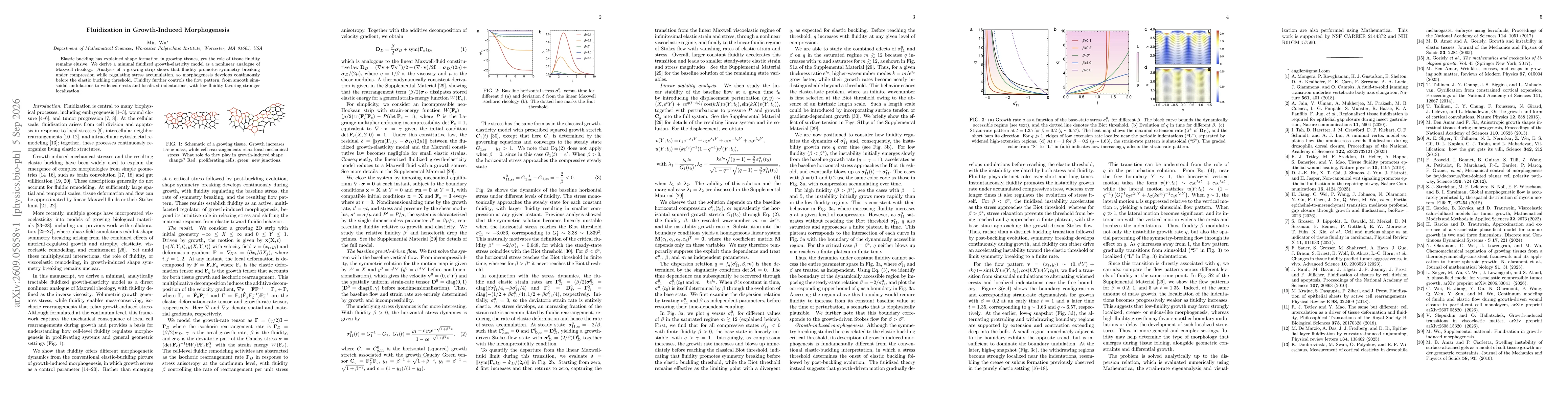 Thumbnail for Fluidization in Growth-Induced Morphogenesis
