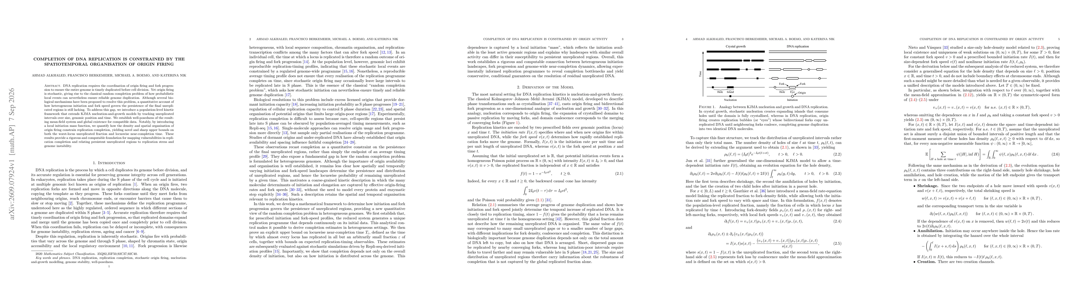 Thumbnail for Completion of DNA replication is constrained by the spatiotemporal organisation of origin firing
