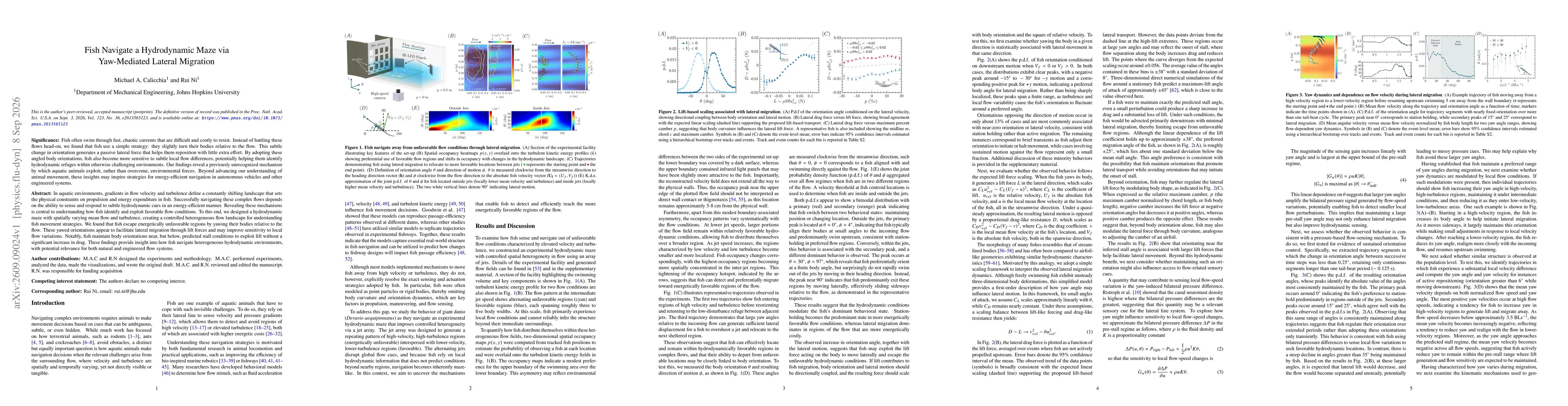 Thumbnail for Fish navigate a hydrodynamic maze via yaw-mediated lateral migration