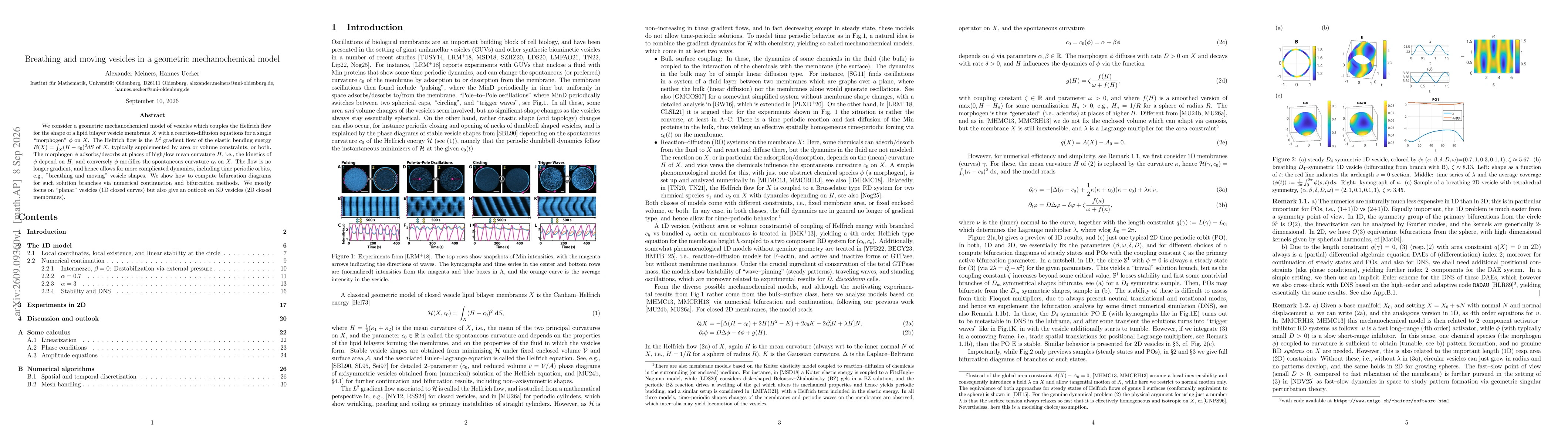 Thumbnail for Breathing and moving vesicles in a geometric mechanochemical model