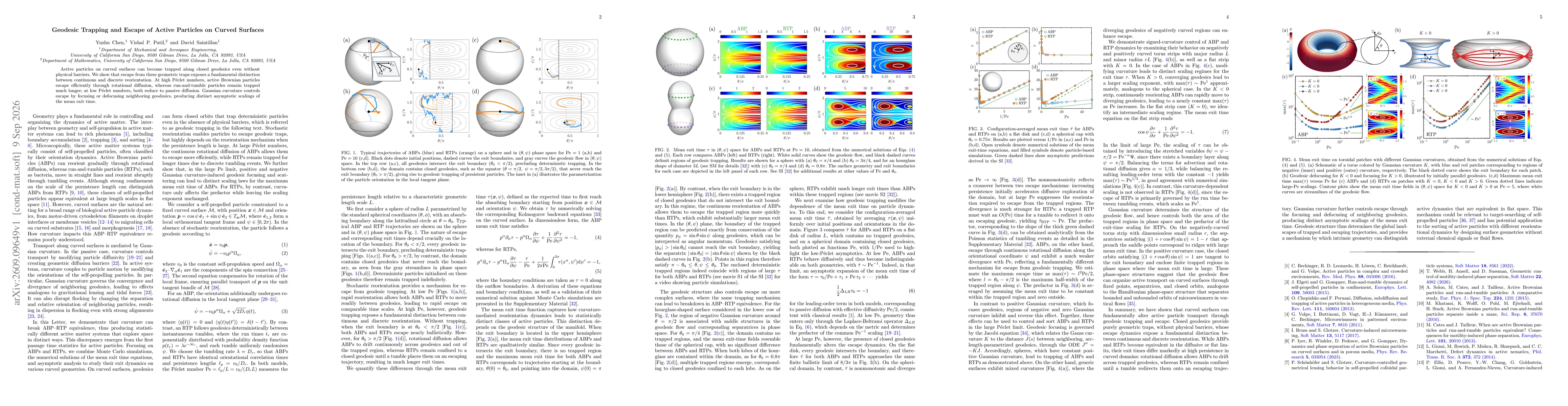 Thumbnail for Geodesic Trapping and Escape of Active Particles on Curved Surfaces