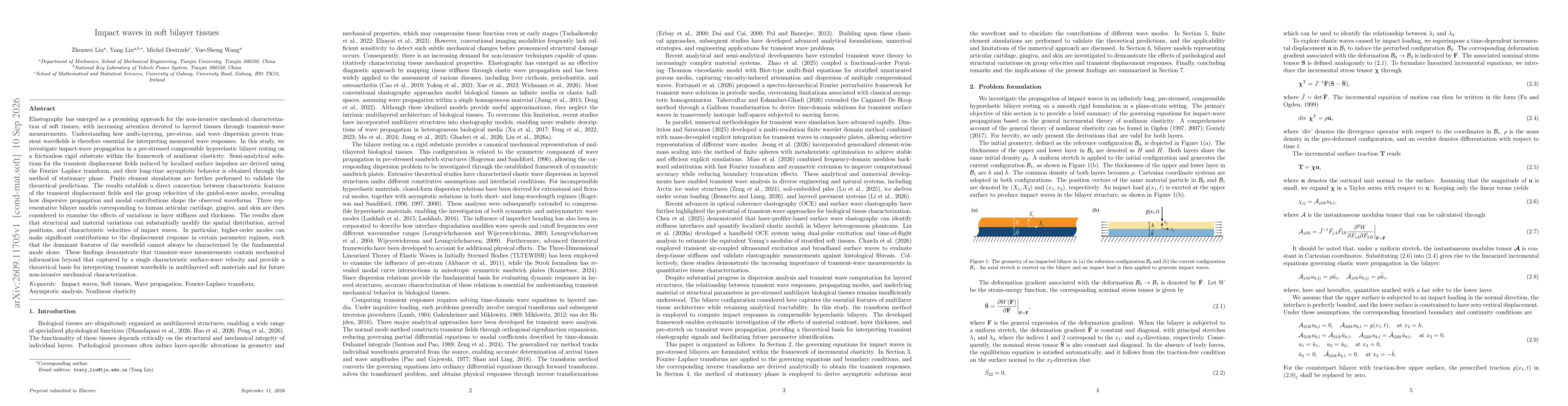 Thumbnail for Impact waves in soft bilayer tissues