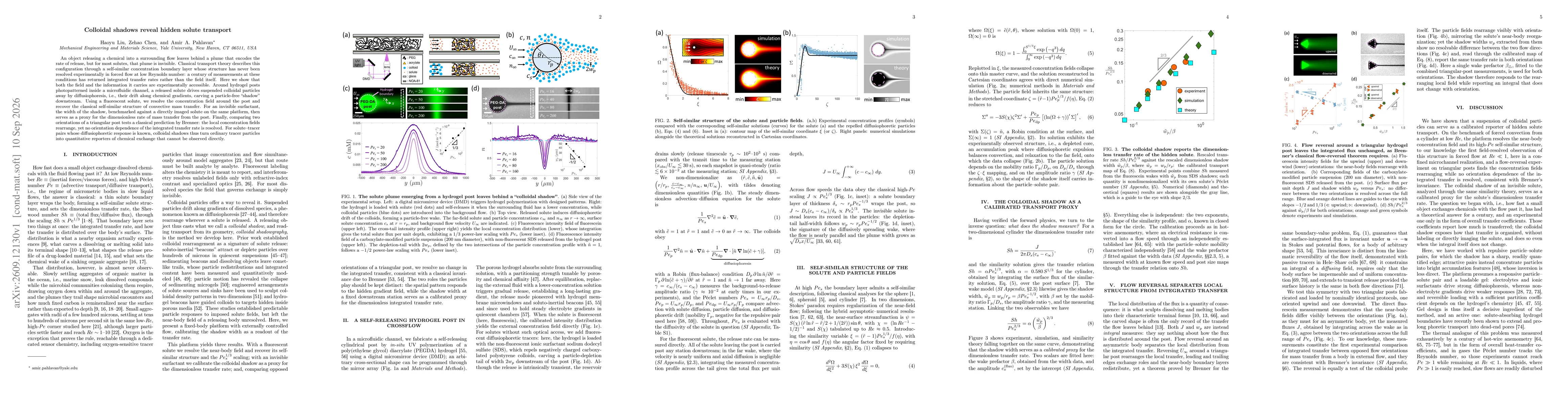 Thumbnail for Colloidal shadows reveal hidden solute transport