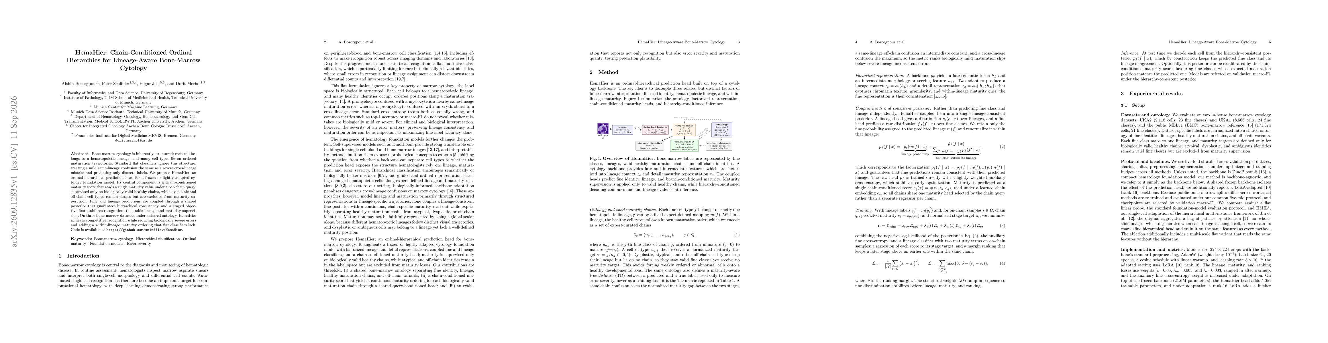 Thumbnail for HemaHier: Chain-Conditioned Ordinal Hierarchies for Lineage-Aware Bone-Marrow Cytology