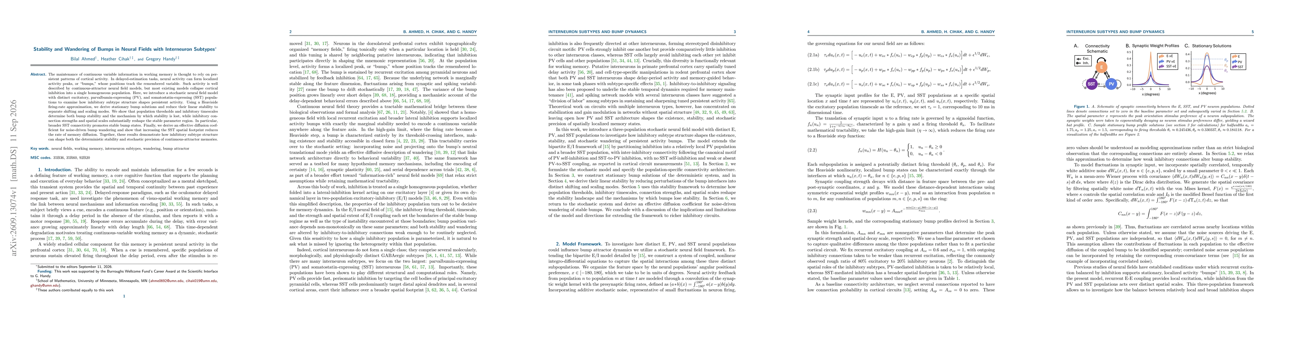 Thumbnail for Stability and Wandering of Bumps in Neural Fields with Interneuron Subtypes