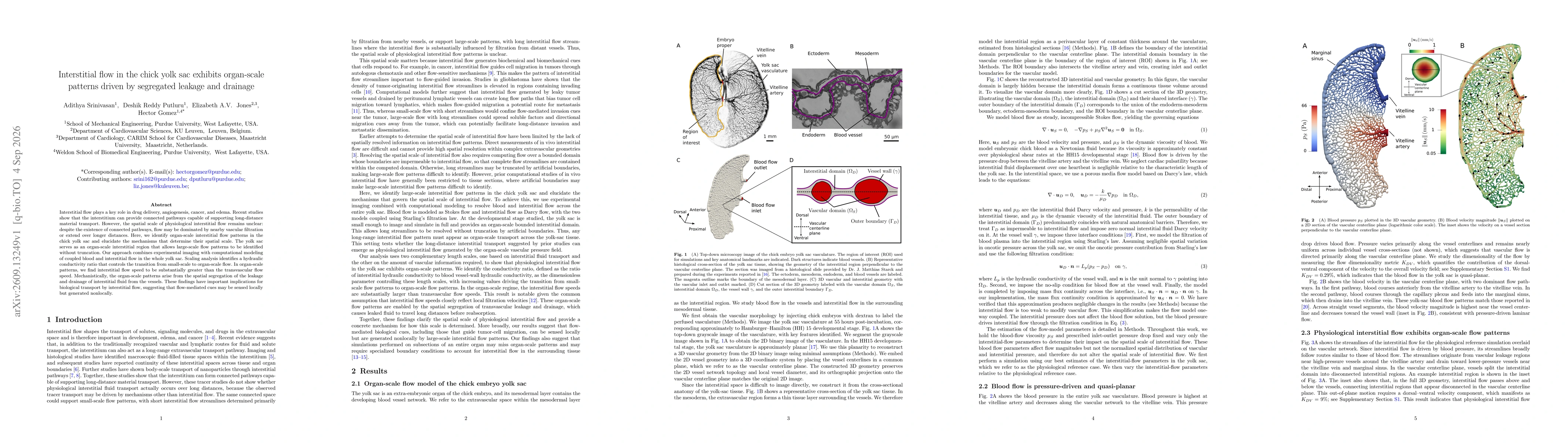 Thumbnail for Interstitial flow in the chick yolk sac exhibits organ-scale patterns driven by segregated leakage and drainage