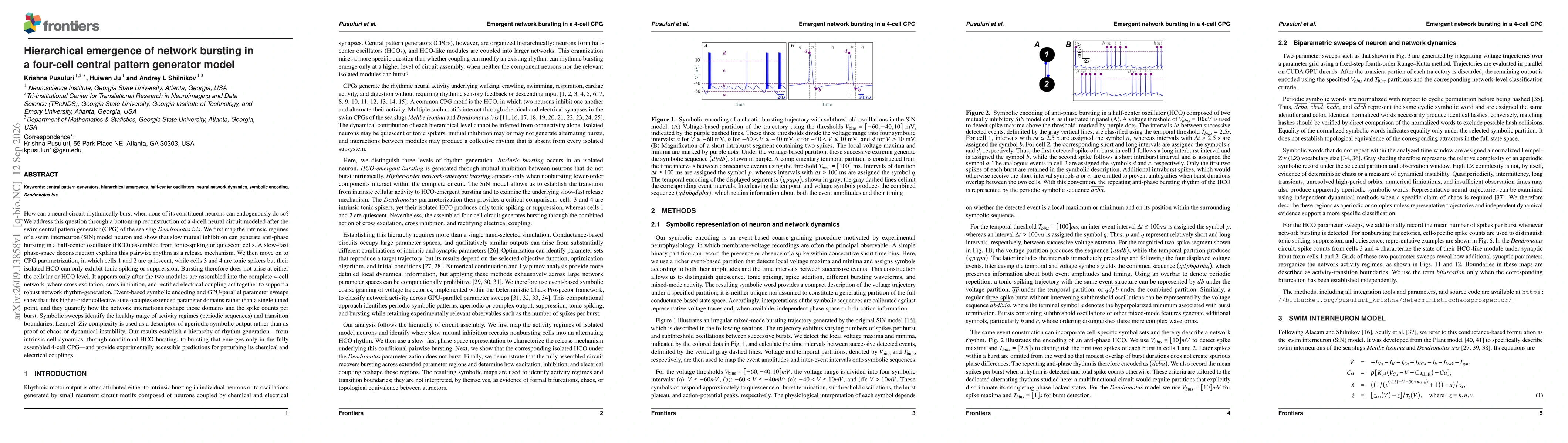 Thumbnail for Hierarchical emergence of network bursting in a four-cell central pattern generator model