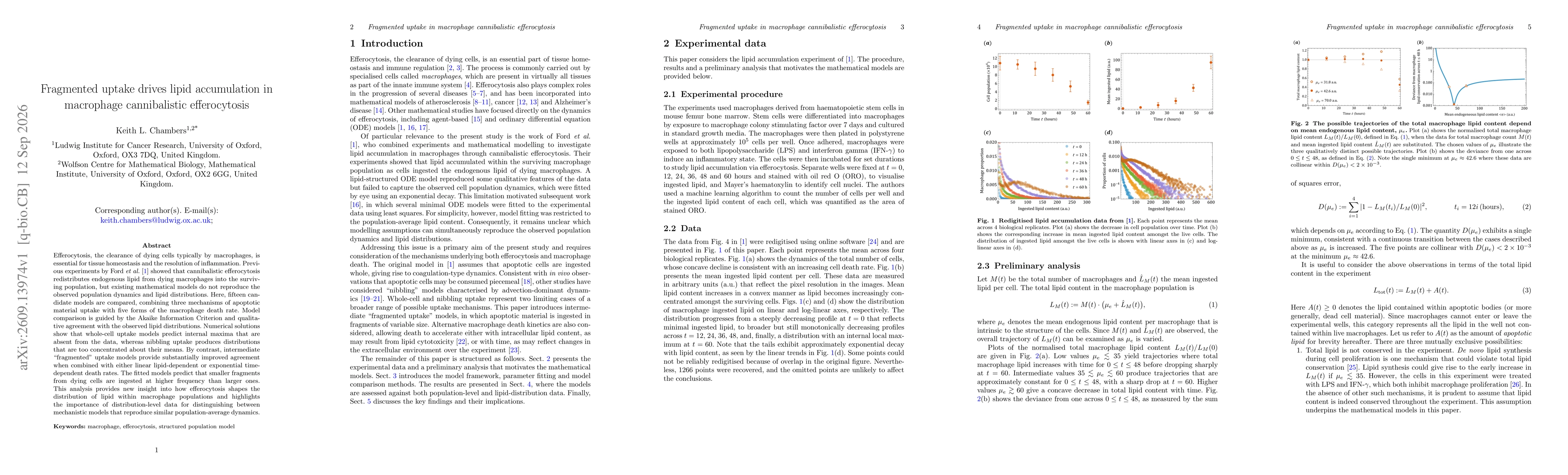 Thumbnail for Fragmented uptake drives lipid accumulation in macrophage cannibalistic efferocytosis