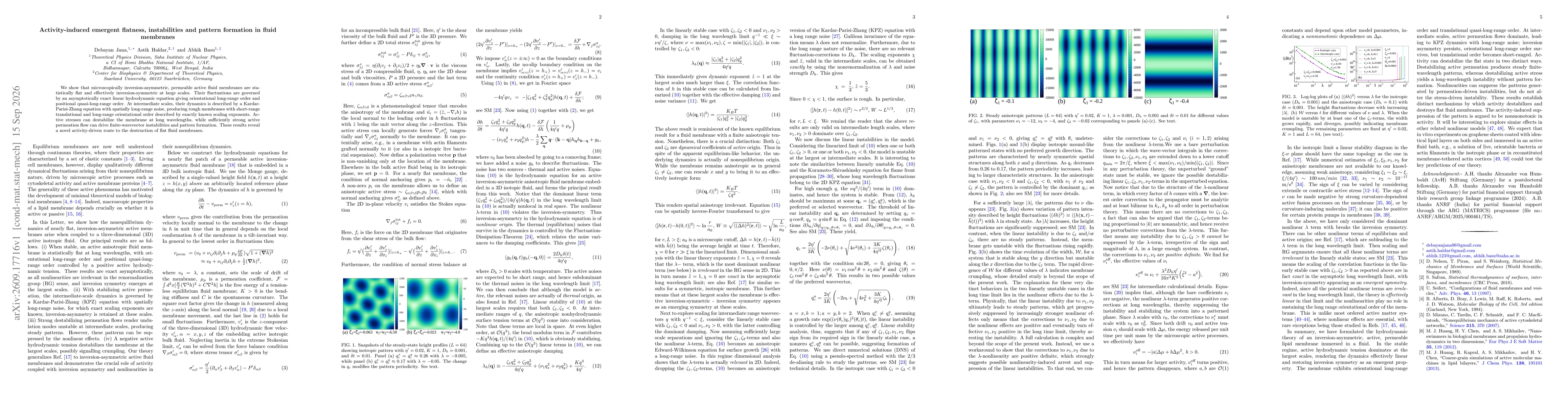 Thumbnail for Activity-induced emergent flatness, instabilities and pattern formation in fluid membranes