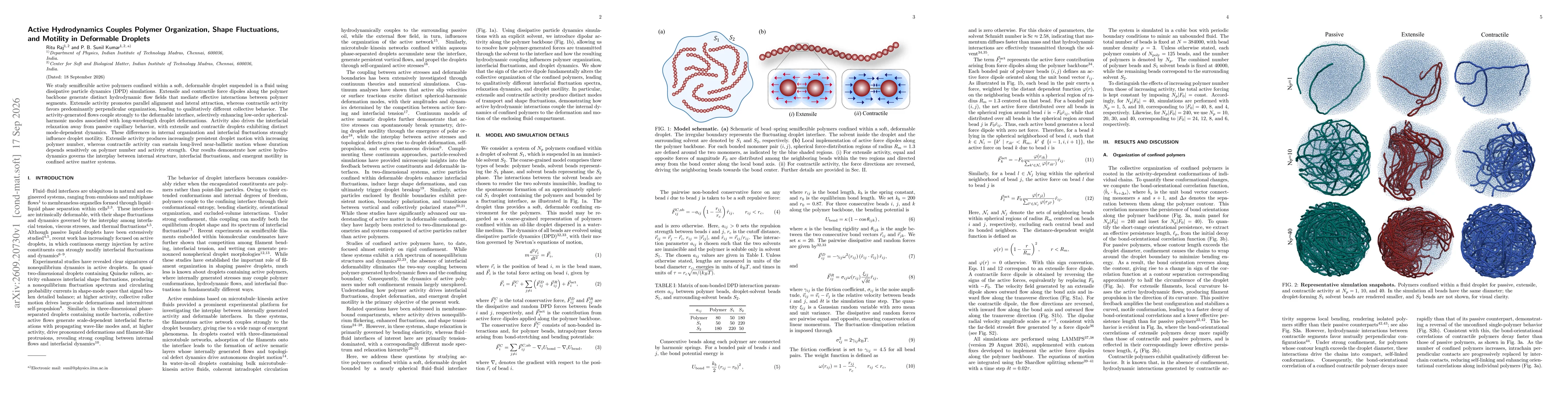 Thumbnail for Active Hydrodynamics Couples Polymer Organization, Shape Fluctuations, and Motility in Deformable Droplets