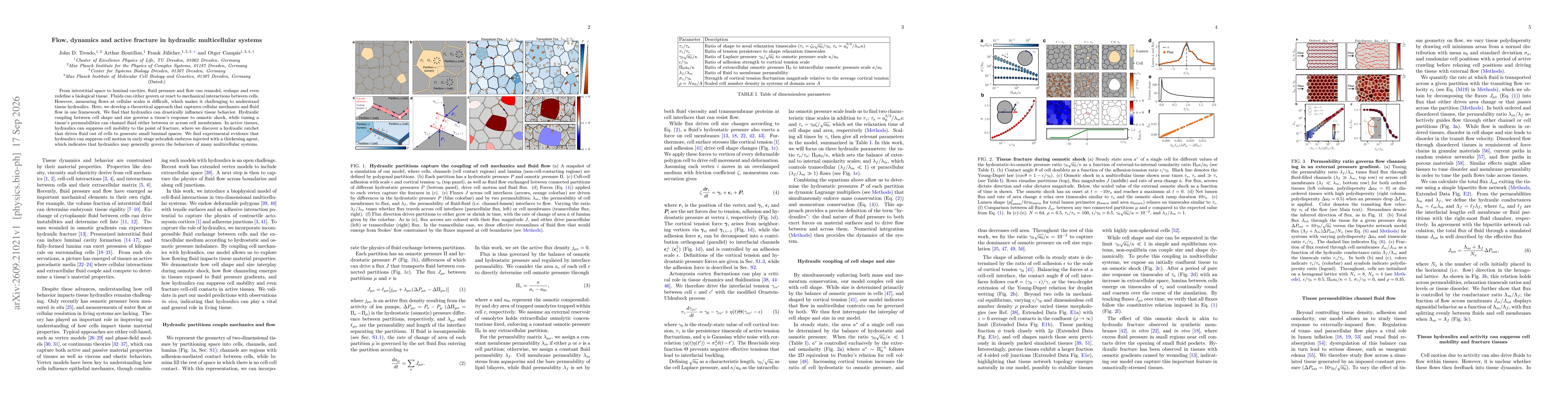 Thumbnail for Flow, dynamics and active fracture in hydraulic multicellular systems