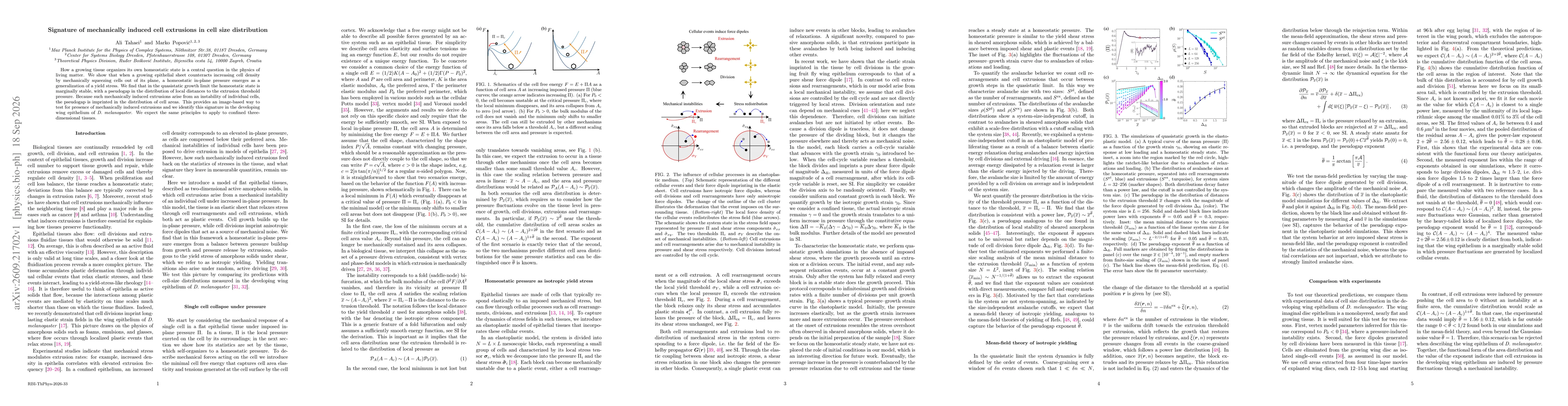 Thumbnail for Signature of mechanically induced cell extrusions in cell size distribution