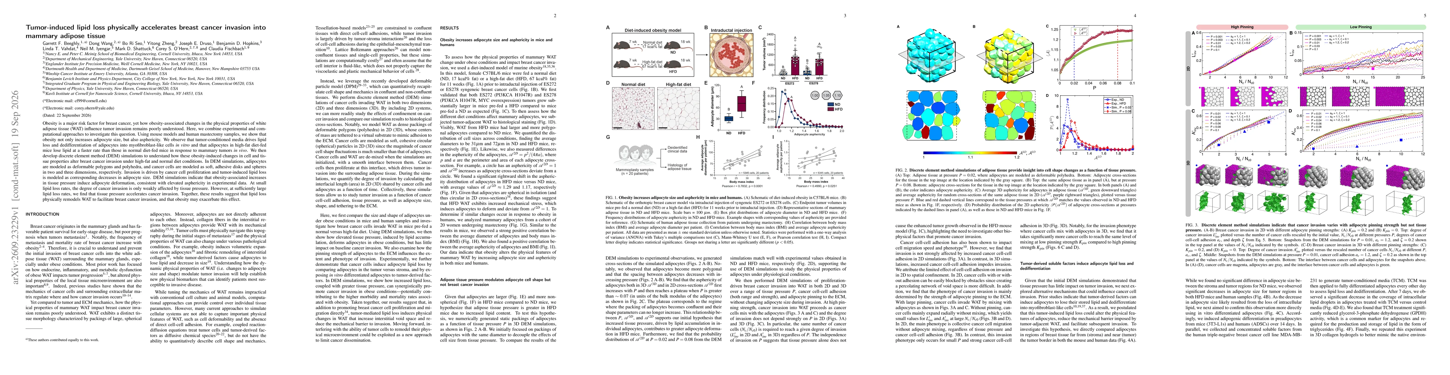 Thumbnail for Tumor-induced lipid loss physically accelerates breast cancer invasion into mammary adipose tissue