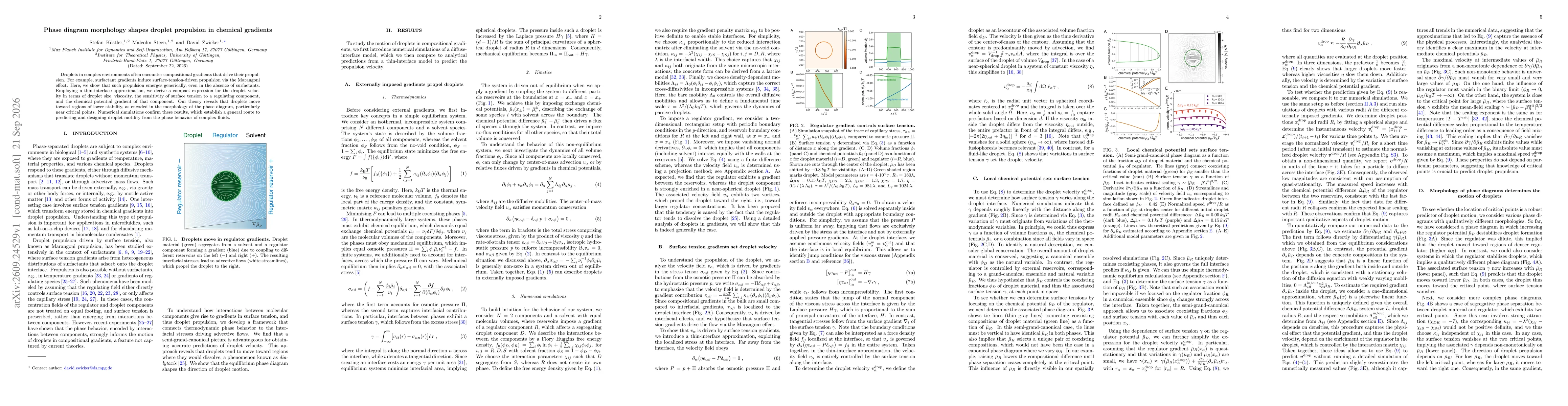 Thumbnail for Phase diagram morphology shapes droplet propulsion in chemical gradients