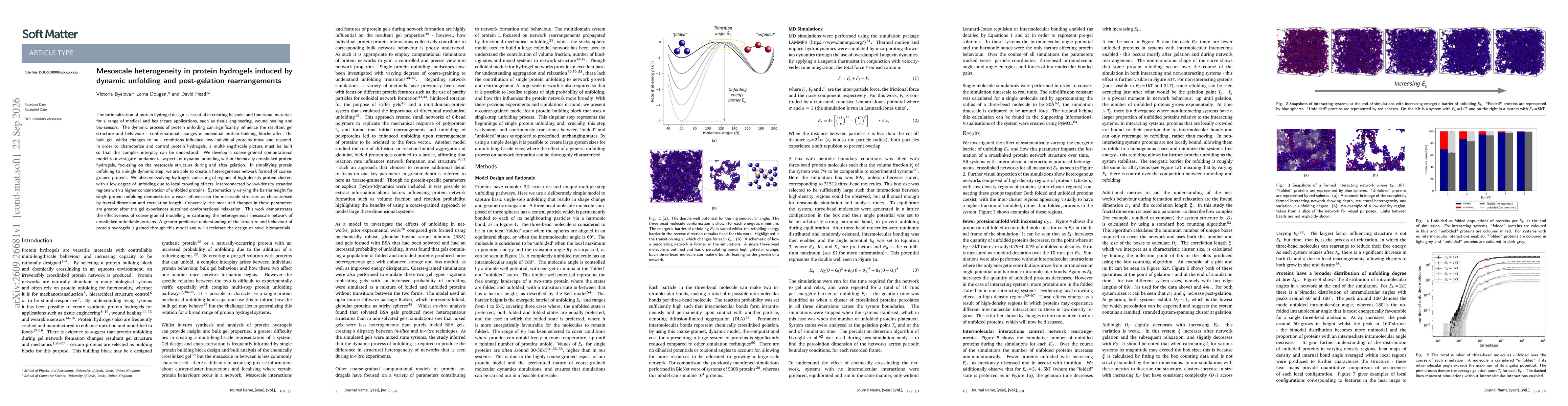 Thumbnail for Mesoscale heterogeneity in protein hydrogels induced by dynamic unfolding and post-gelation rearrangements