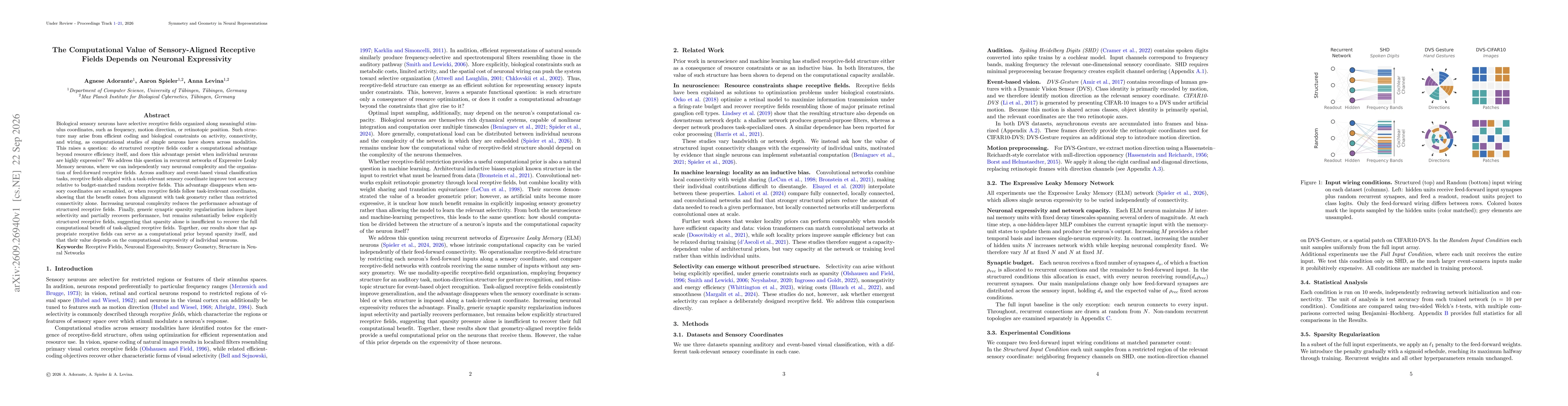 Thumbnail for The Computational Value of Sensory-Aligned Receptive Fields Depends on Neuronal Expressivity