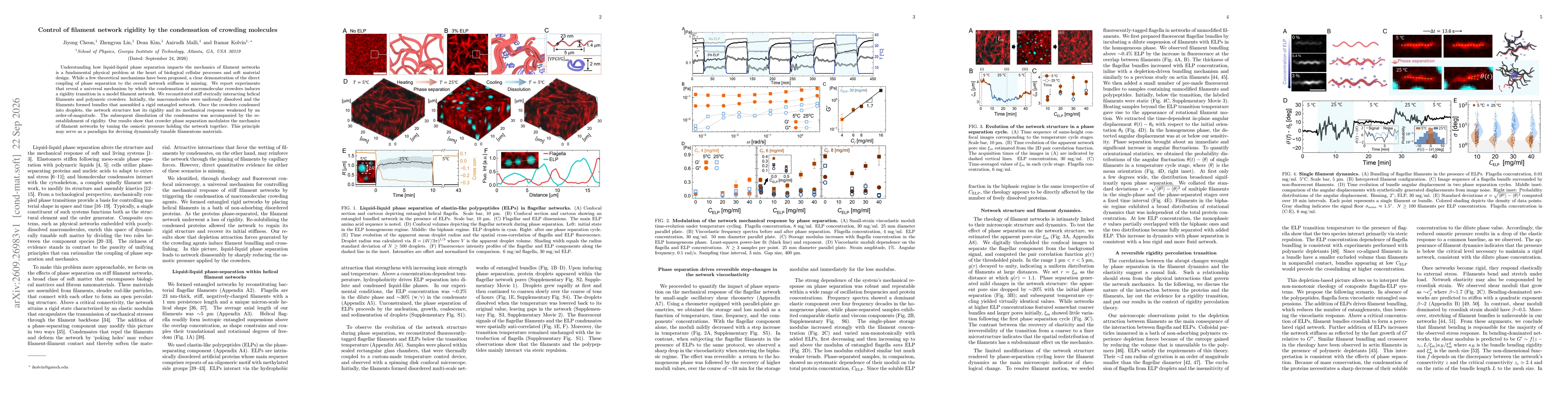 Thumbnail for Control of filament network rigidity by the condensation of crowding molecules