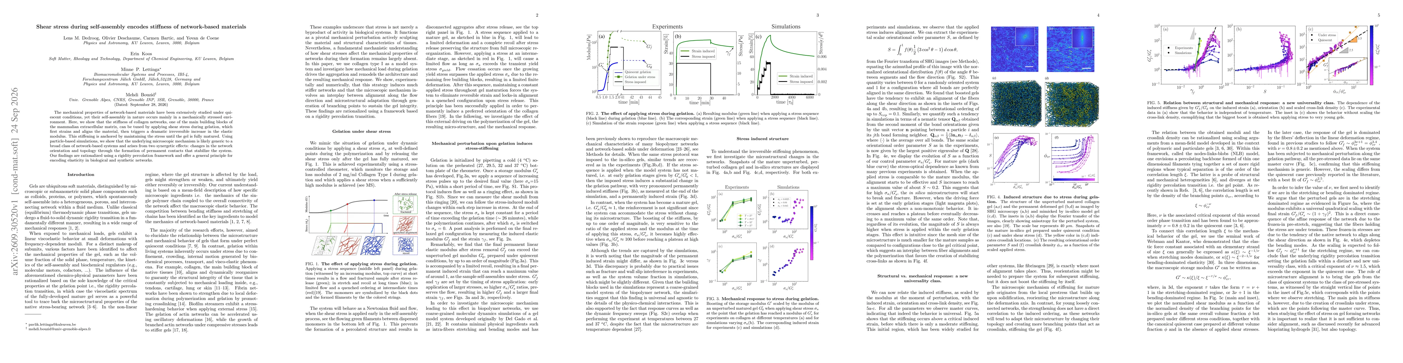 Thumbnail for Shear stress during self-assembly encodes stiffness of network-based materials