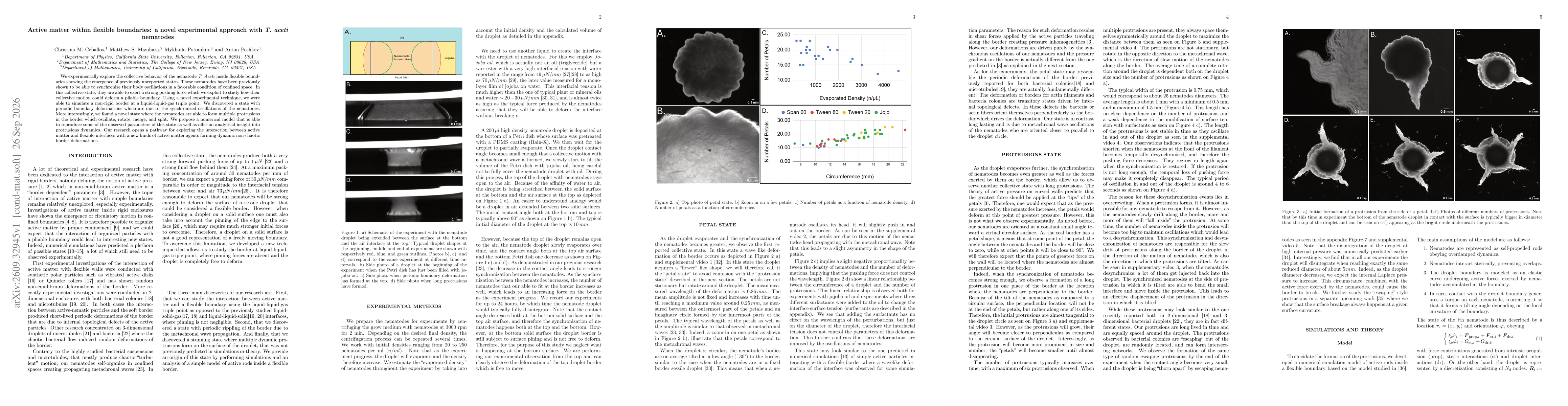 Thumbnail for Active matter within flexible boundaries: a novel experimental approach with T. aceti nematodes