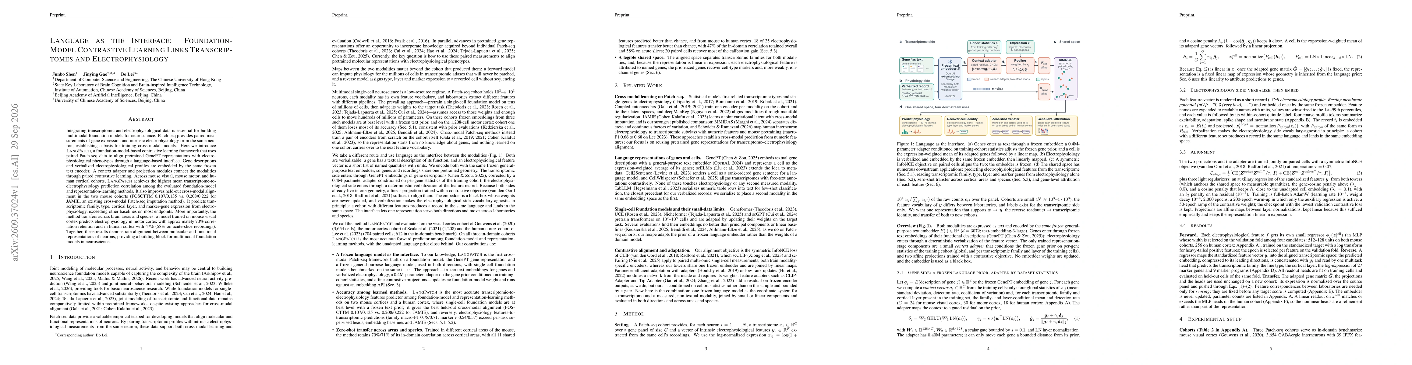 Thumbnail for Language as the Interface: Foundation-Model Contrastive Learning Links Transcriptomes and Electrophysiology