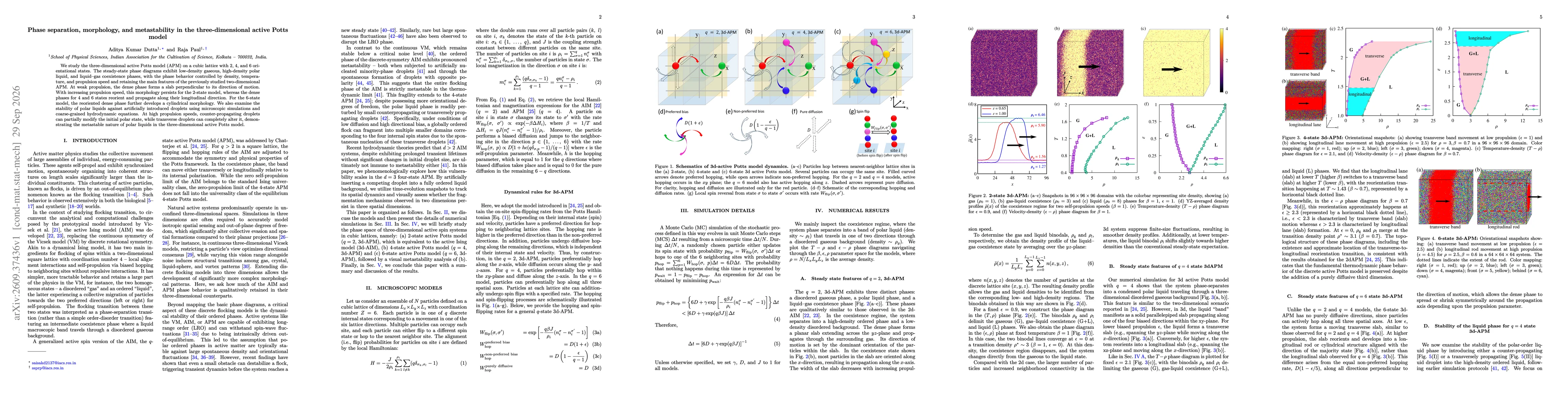 Thumbnail for Phase separation, morphology, and metastability in the three-dimensional active Potts model