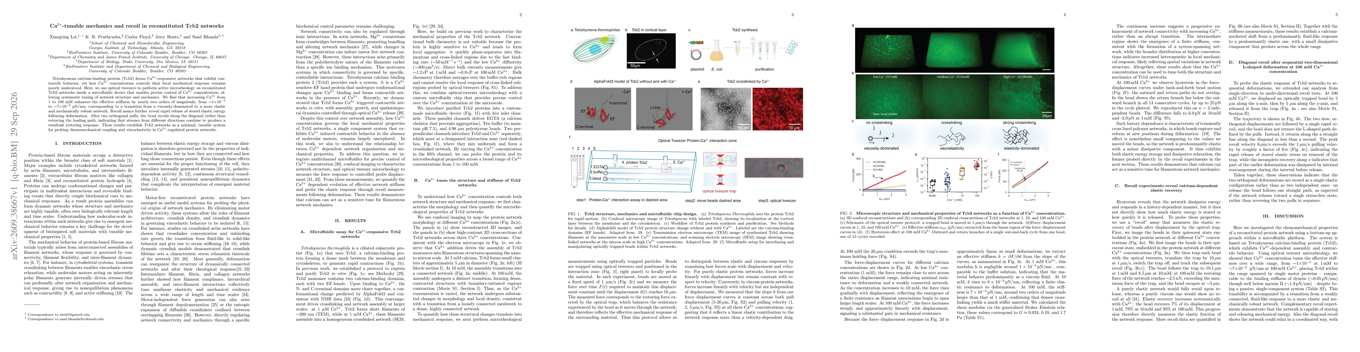 Thumbnail for Ca$^{2+}$-tunable mechanics and recoil in reconstituted Tcb2 networks