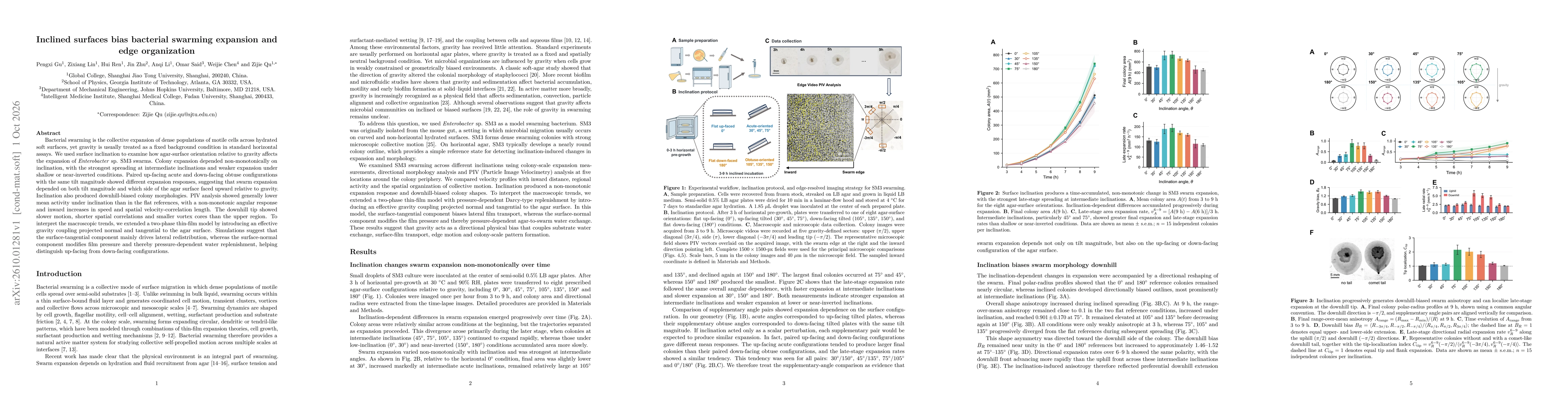 Thumbnail for Inclined surfaces bias bacterial swarming expansion and edge organization