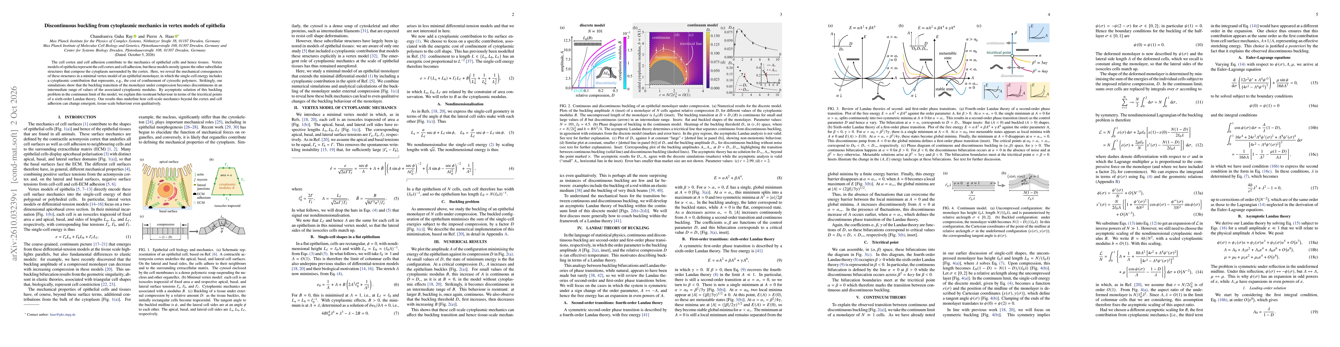 Thumbnail for Discontinuous buckling from cytoplasmic mechanics in vertex models of epithelia
