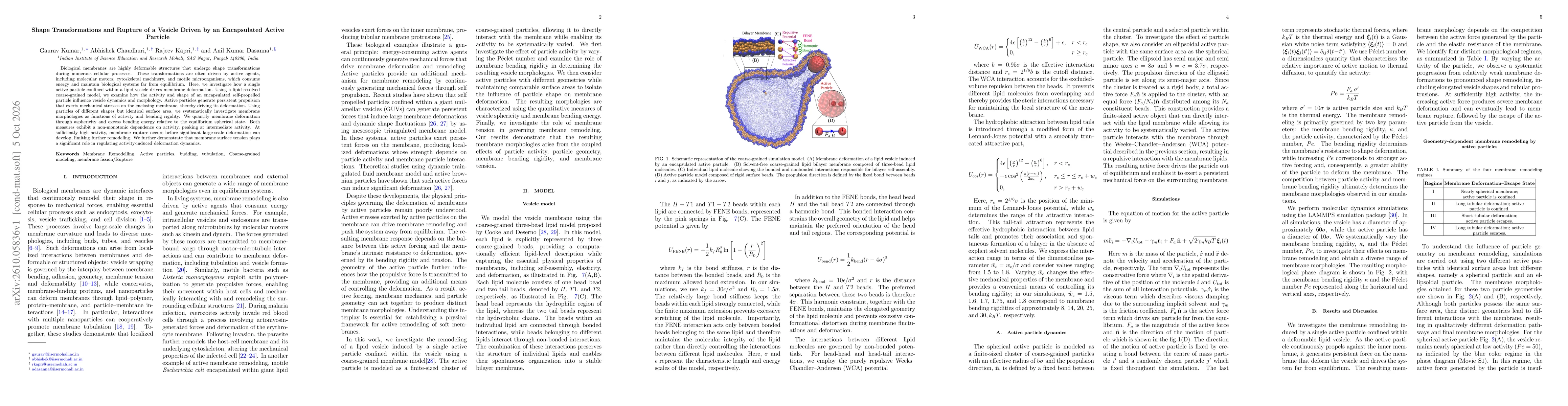 Thumbnail for Shape Transformations and Rupture of a Vesicle Driven by an Encapsulated Active Particle