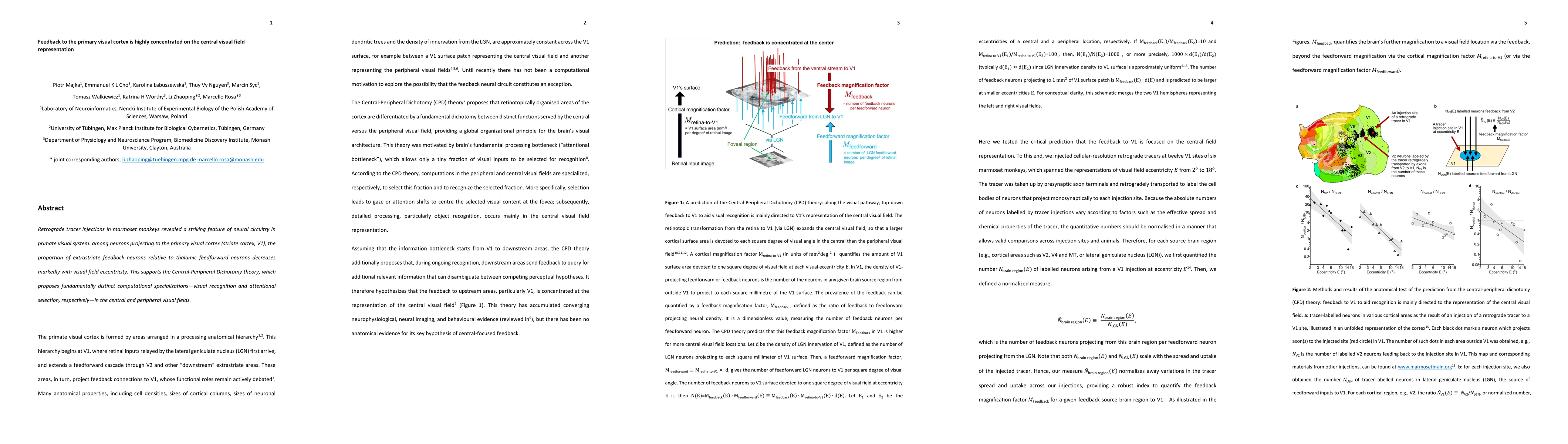 Thumbnail for Feedback to the primary visual cortex is highly concentrated on the central visual field representation