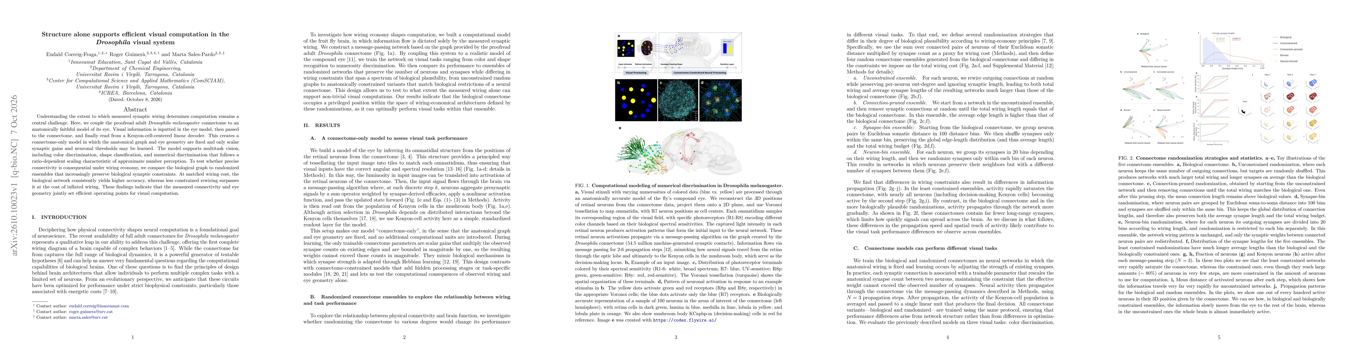 Thumbnail for Structure alone supports efficient visual computation in the Drosophila visual system