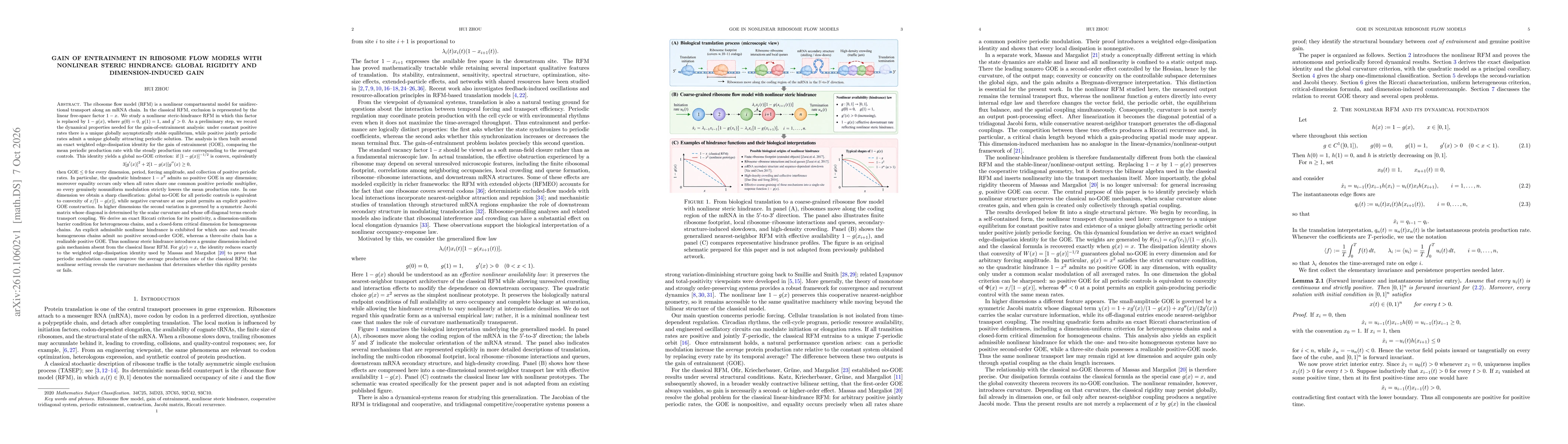Thumbnail for Gain of Entrainment in Ribosome Flow Models with Nonlinear Steric Hindrance: Global Rigidity and Dimension-Induced Gai