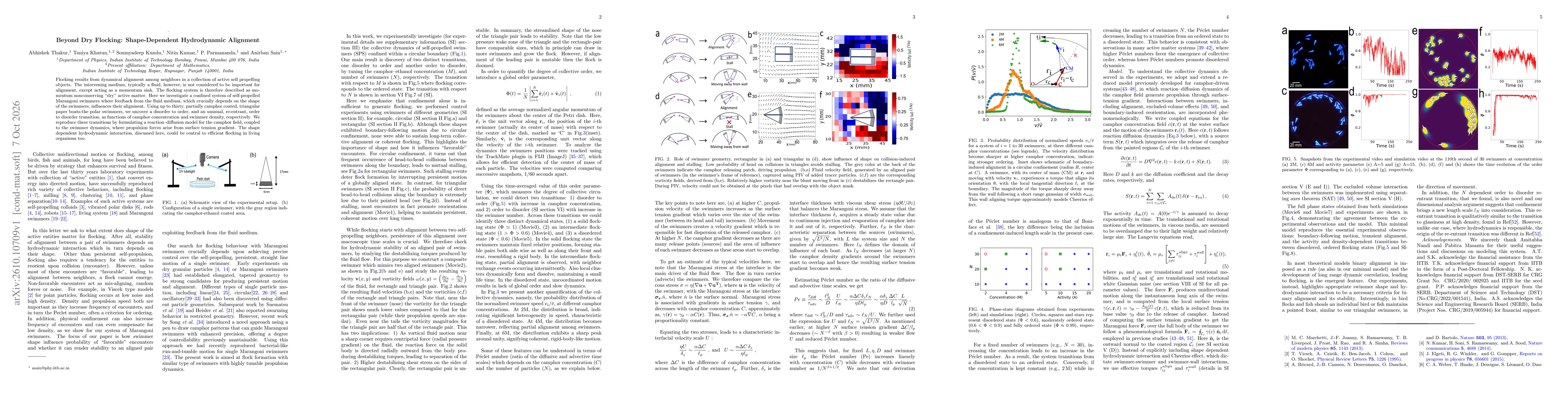 Thumbnail for Beyond Dry Flocking: Shape-Dependent Hydrodynamic Alignment