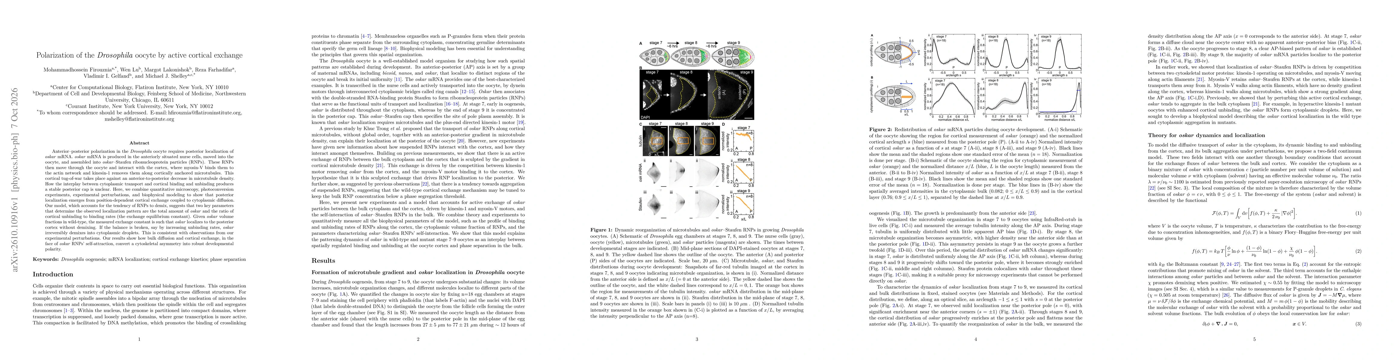 Thumbnail for Polarization of the Drosophila oocyte by active cortical exchange