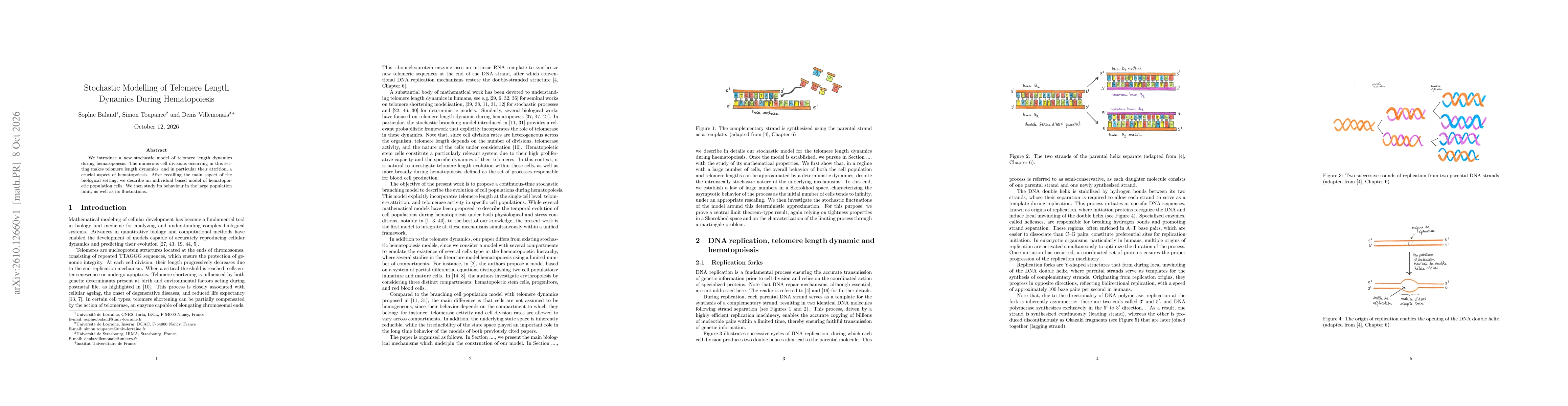 Thumbnail for Stochastic Modelling of Telomere Length Dynamics During Hematopoiesis