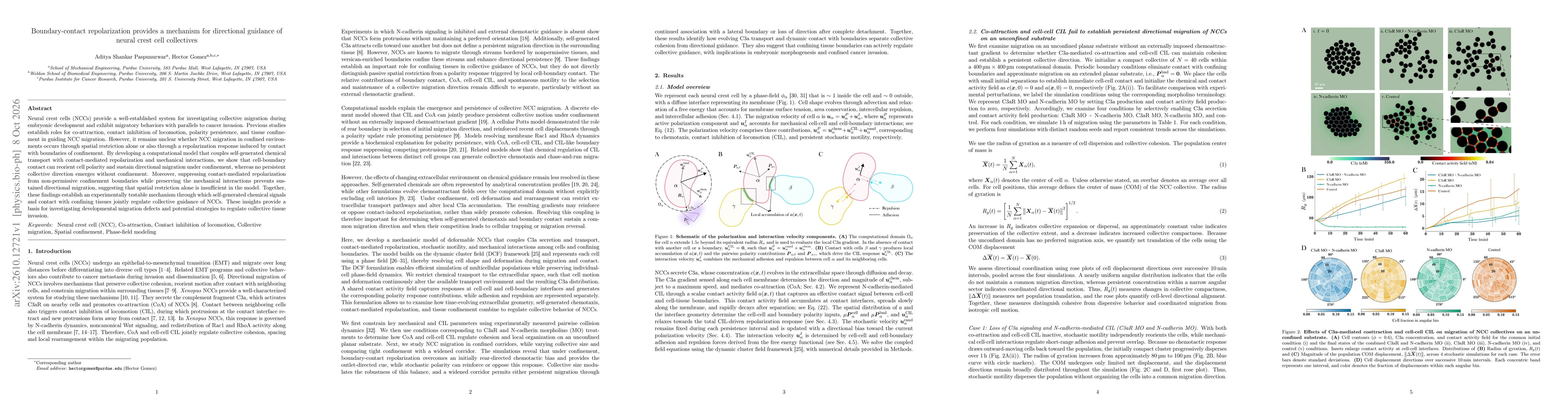 Thumbnail for Boundary-contact repolarization provides a mechanism for directional guidance of neural crest cell collectives