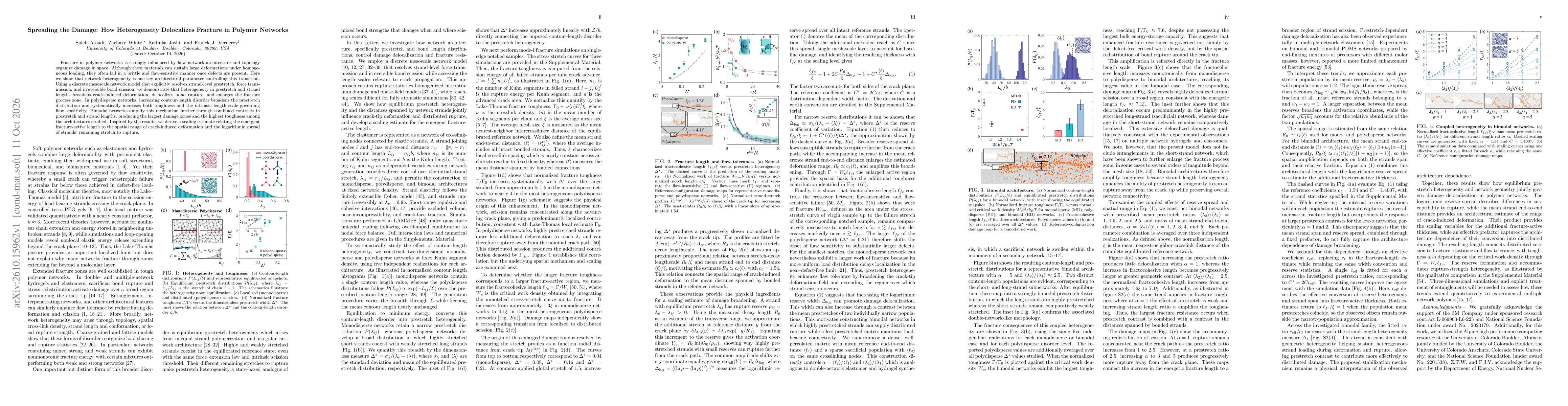 Thumbnail for Spreading the Damage: How Heterogeneity Delocalizes Fracture in Polymer Networks