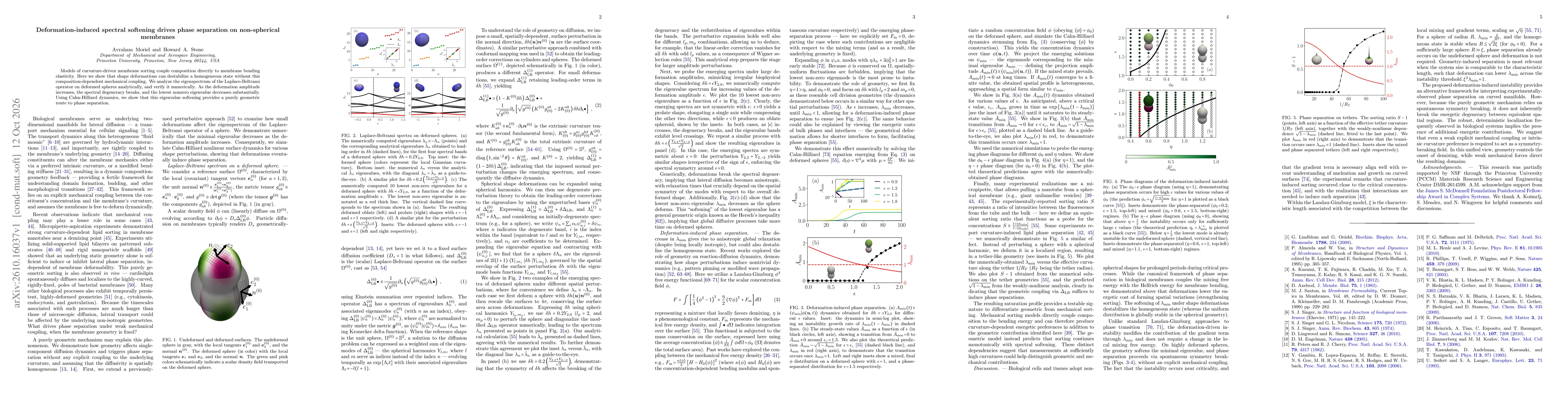 Thumbnail for Deformation-induced spectral softening drives phase separation on non-spherical membranes