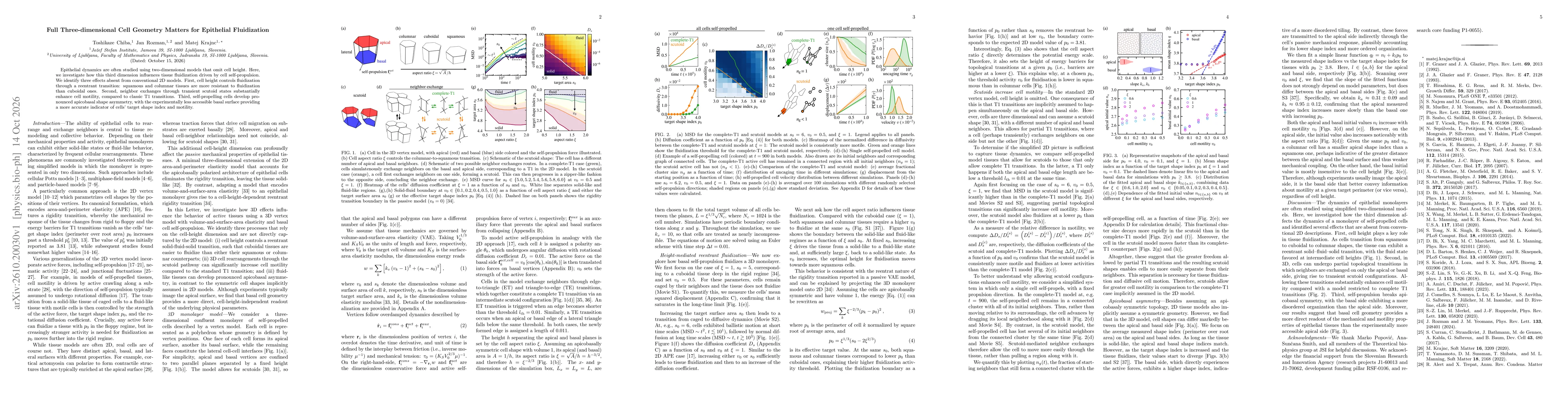 Thumbnail for Full Three-dimensional Cell Geometry Matters for Epithelial Fluidization