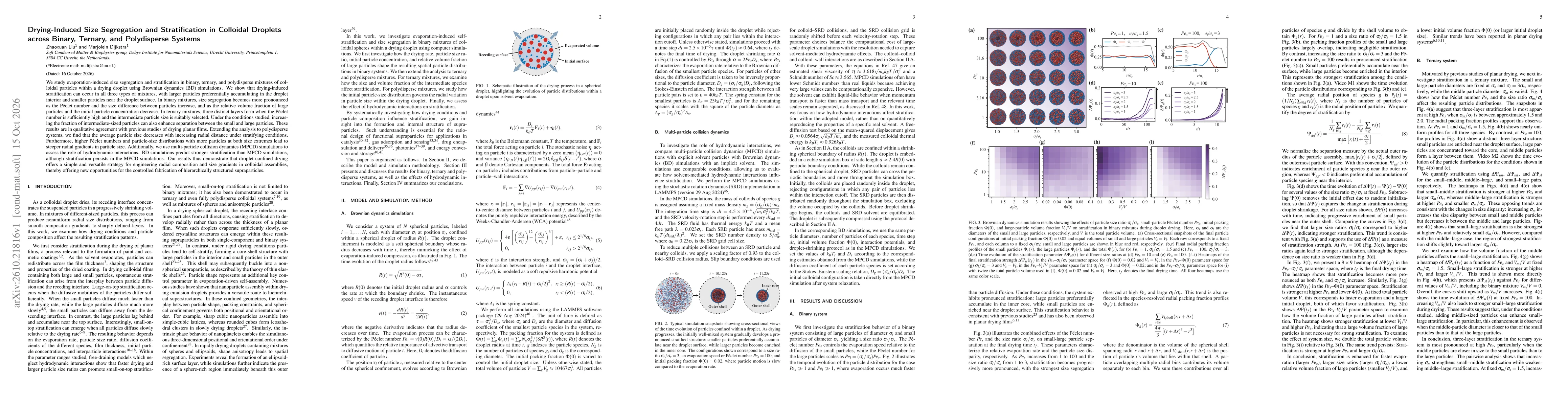 Thumbnail for Drying-Induced Size Segregation and Stratification in Colloidal Droplets across Binary, Ternary, and Polydisperse Systems