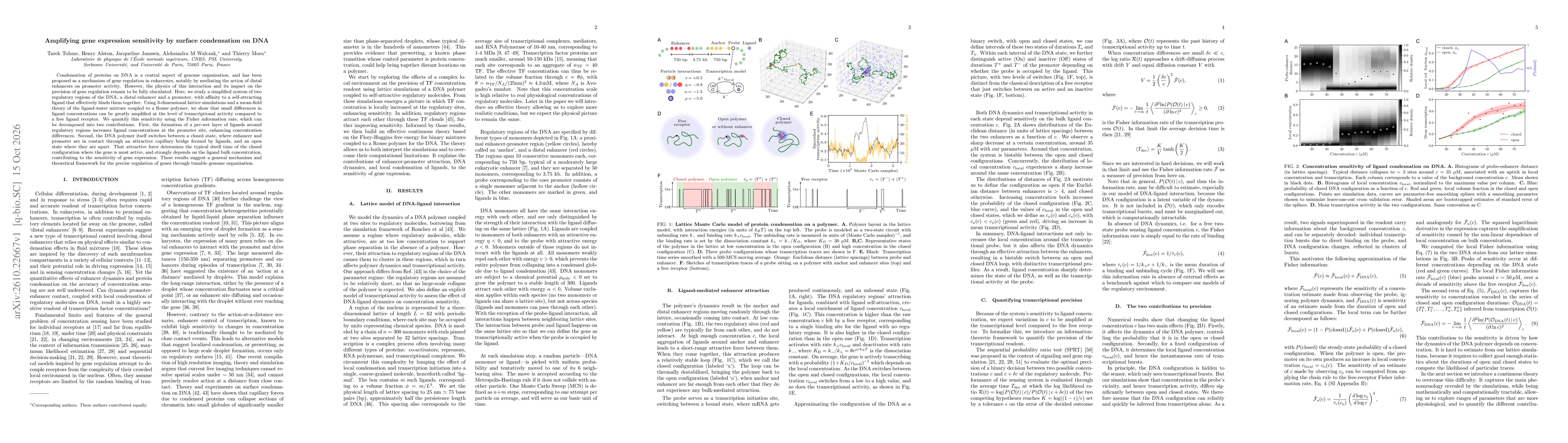 Thumbnail for Amplifying gene expression sensitivity by surface condensation on DNA